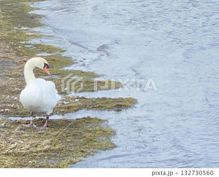 湖と白鳥　lake and swan 132730560