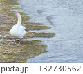 湖と白鳥　lake and swan 132730562