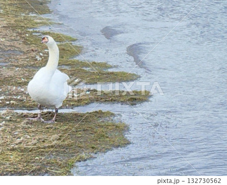 湖と白鳥　lake and swan 132730562