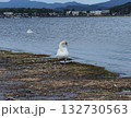 湖と白鳥　lake and swan 132730563