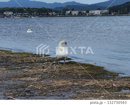 湖と白鳥　lake and swan 132730563