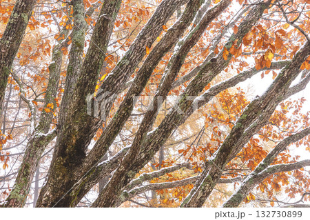 251103乗鞍青年の家z004 251103乗鞍青年の家z004 132730899