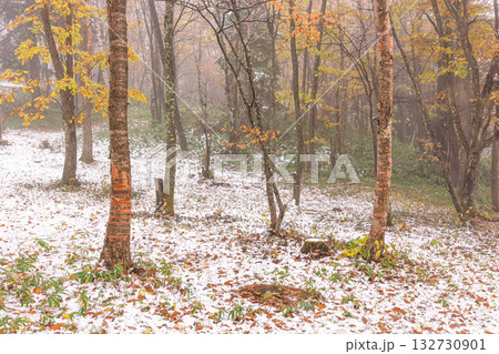 251103乗鞍青年の家z008 251103乗鞍青年の家z008 132730901