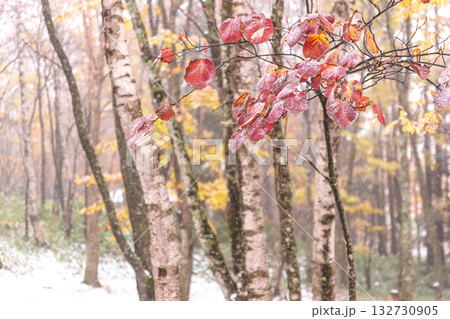 251103乗鞍青年の家z013 251103乗鞍青年の家z013 132730905