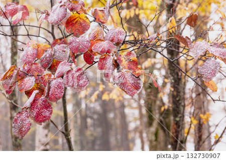 251103乗鞍青年の家z015 251103乗鞍青年の家z015 132730907