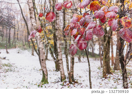 251103乗鞍青年の家z019 251103乗鞍青年の家z019 132730910