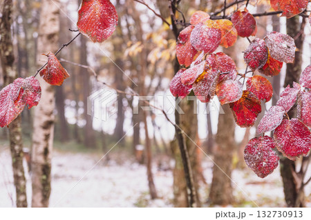 251103乗鞍青年の家z023 251103乗鞍青年の家z023 132730913