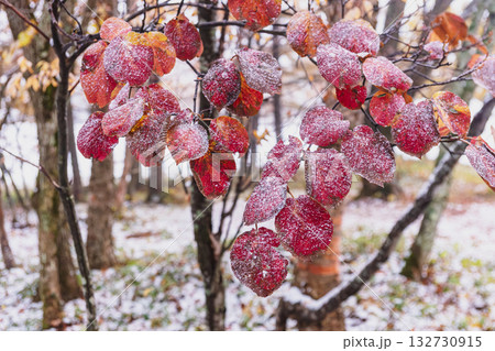 251103乗鞍青年の家z025 132730915