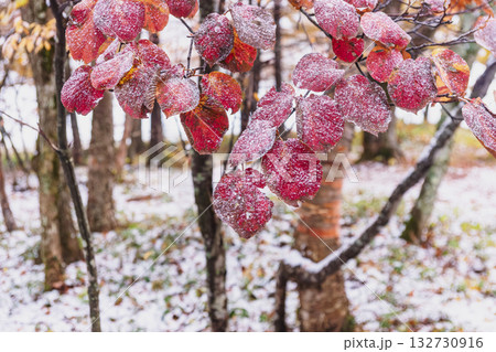 251103乗鞍青年の家z026 132730916