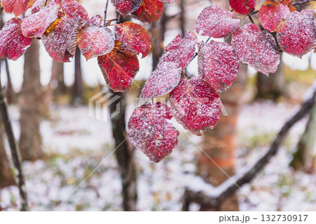 251103乗鞍青年の家z027 251103乗鞍青年の家z027 132730917