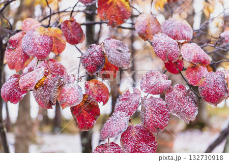 251103乗鞍青年の家z028 251103乗鞍青年の家z028 132730918