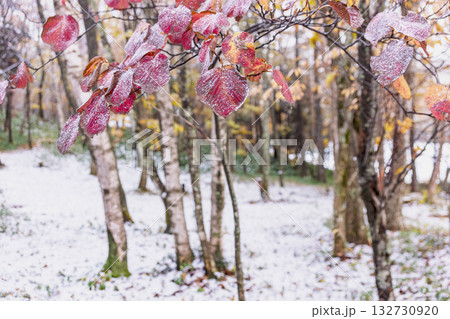 251103乗鞍青年の家z029 251103乗鞍青年の家z029 132730920