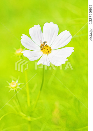 家の周りの草花 四季の色々 公園の花畑に美しい色とりどりのコスモスの花が秋風に揺れて咲いています 家の周りの草花 四季の色々 公園の花畑に美しい色とりどりのコスモスの花が秋風に揺れて咲いています 132730963