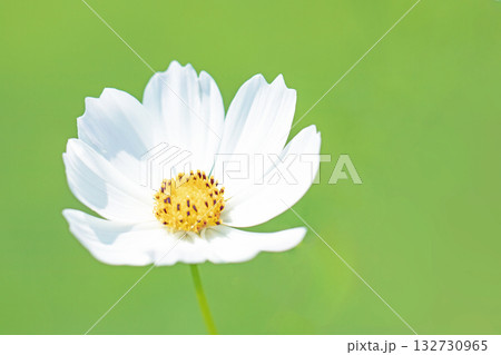 家の周りの草花 四季の色々 公園の花畑に美しい色とりどりのコスモスの花が秋風に揺れて咲いています 家の周りの草花 四季の色々 公園の花畑に美しい色とりどりのコスモスの花が秋風に揺れて咲いています 132730965