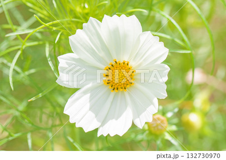 家の周りの草花 四季の色々 公園の花畑に美しい色とりどりのコスモスの花が秋風に揺れて咲いています 家の周りの草花 四季の色々 公園の花畑に美しい色とりどりのコスモスの花が秋風に揺れて咲いています 132730970