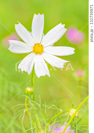 家の周りの草花 四季の色々 公園の花畑に美しい色とりどりのコスモスの花が秋風に揺れて咲いています 家の周りの草花 四季の色々 公園の花畑に美しい色とりどりのコスモスの花が秋風に揺れて咲いています 132730971