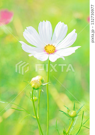 家の周りの草花 四季の色々 公園の花畑に美しい色とりどりのコスモスの花が秋風に揺れて咲いています 家の周りの草花 四季の色々 公園の花畑に美しい色とりどりのコスモスの花が秋風に揺れて咲いています 132730977