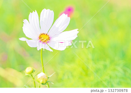 家の周りの草花 四季の色々 公園の花畑に美しい色とりどりのコスモスの花が秋風に揺れて咲いています 家の周りの草花 四季の色々 公園の花畑に美しい色とりどりのコスモスの花が秋風に揺れて咲いています 132730978