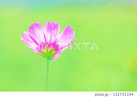 家の周りの草花 四季の色々 公園の花畑に美しい色とりどりのコスモスの花が秋風に揺れて咲いています 家の周りの草花 四季の色々 公園の花畑に美しい色とりどりのコスモスの花が秋風に揺れて咲いています 132731194