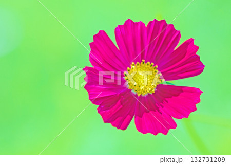 家の周りの草花 四季の色々 公園の花畑に美しい色とりどりのコスモスの花が秋風に揺れて咲いています 家の周りの草花 四季の色々 公園の花畑に美しい色とりどりのコスモスの花が秋風に揺れて咲いています 132731209