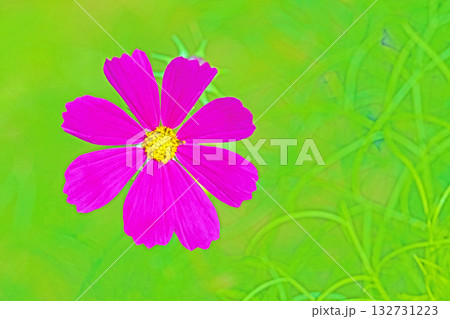 家の周りの草花 四季の色々 公園の花畑に美しい色とりどりのコスモスの花が秋風に揺れて咲いています 家の周りの草花 四季の色々 公園の花畑に美しい色とりどりのコスモスの花が秋風に揺れて咲いています 132731223