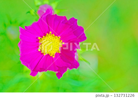 家の周りの草花　四季の色々　公園の花畑に美しい色とりどりのコスモスの花が秋風に揺れて咲いています 132731226
