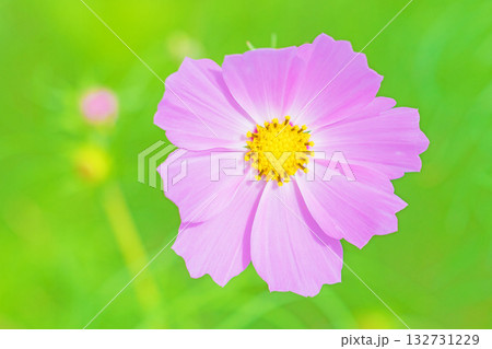 家の周りの草花 四季の色々 公園の花畑に美しい色とりどりのコスモスの花が秋風に揺れて咲いています 家の周りの草花 四季の色々 公園の花畑に美しい色とりどりのコスモスの花が秋風に揺れて咲いています 132731229