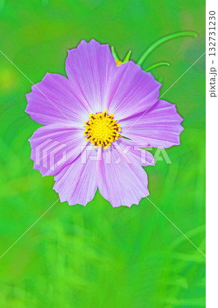 家の周りの草花 四季の色々 公園の花畑に美しい色とりどりのコスモスの花が秋風に揺れて咲いています 家の周りの草花 四季の色々 公園の花畑に美しい色とりどりのコスモスの花が秋風に揺れて咲いています 132731230