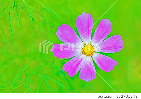 家の周りの草花 四季の色々 公園の花畑に美しい色とりどりのコスモスの花が秋風に揺れて咲いています 家の周りの草花 四季の色々 公園の花畑に美しい色とりどりのコスモスの花が秋風に揺れて咲いています 132731248