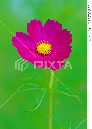 家の周りの草花　四季の色々　公園の花畑に美しい色とりどりのコスモスの花が秋風に揺れて咲いています 132731252