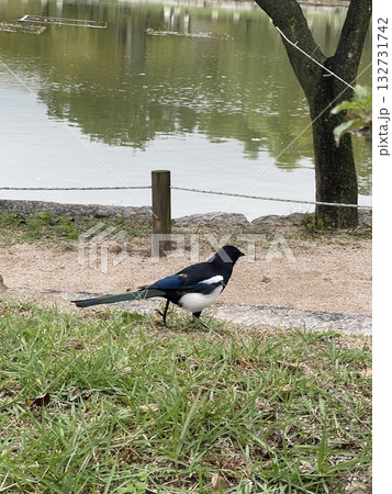 カササギ カササギ 132731742