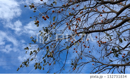 秋晴れの青空に実る柿の木の風景 132731834