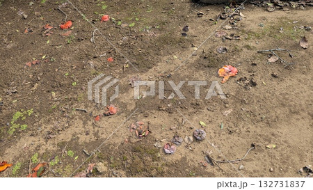 地面に落ちて潰れた柿の実と土の風景 地面に落ちて潰れた柿の実と土の風景 132731837