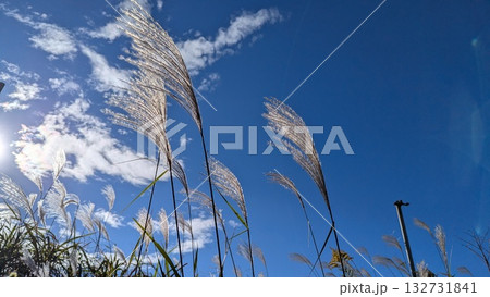 秋晴れの青空に揺れるススキの穂 132731841