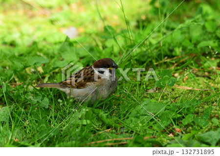 草の上に立つスズメの幼鳥 132731895