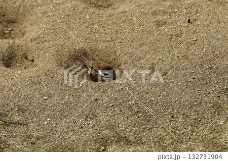 夏のスズメの砂浴び 132731904