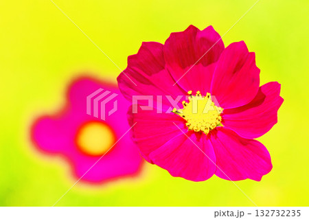 家の周りの草花　四季の色々　公園の花畑に美しい色とりどりのコスモスの花が秋風に揺れて咲いています 132732235