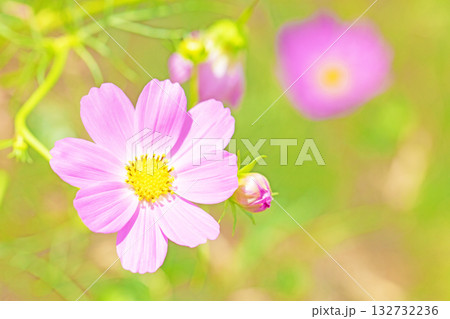 家の周りの草花　四季の色々　公園の花畑に美しい色とりどりのコスモスの花が秋風に揺れて咲いています 132732236