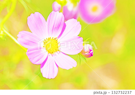 家の周りの草花 四季の色々 公園の花畑に美しい色とりどりのコスモスの花が秋風に揺れて咲いています 家の周りの草花 四季の色々 公園の花畑に美しい色とりどりのコスモスの花が秋風に揺れて咲いています 132732237