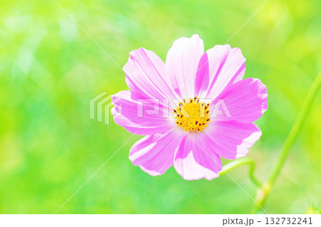 家の周りの草花　四季の色々　公園の花畑に美しい色とりどりのコスモスの花が秋風に揺れて咲いています 132732241