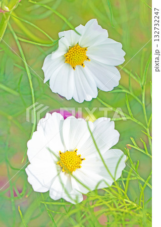 家の周りの草花 四季の色々 公園の花畑に美しい色とりどりのコスモスの花が秋風に揺れて咲いています 家の周りの草花 四季の色々 公園の花畑に美しい色とりどりのコスモスの花が秋風に揺れて咲いています 132732247