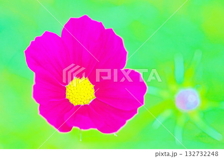 家の周りの草花　四季の色々　公園の花畑に美しい色とりどりのコスモスの花が秋風に揺れて咲いています 132732248