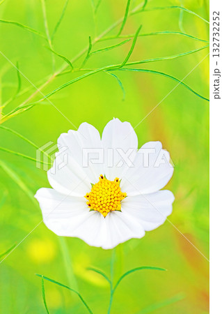 家の周りの草花 四季の色々 公園の花畑に美しい色とりどりのコスモスの花が秋風に揺れて咲いています 家の周りの草花 四季の色々 公園の花畑に美しい色とりどりのコスモスの花が秋風に揺れて咲いています 132732252