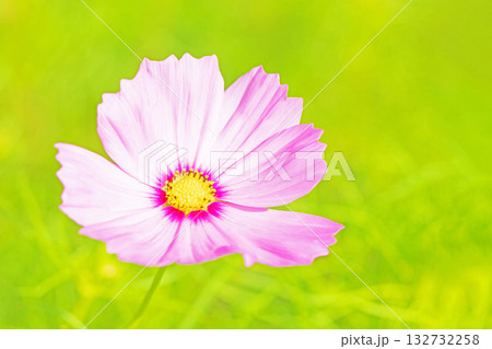 家の周りの草花　四季の色々　公園の花畑に美しい色とりどりのコスモスの花が秋風に揺れて咲いています 132732258