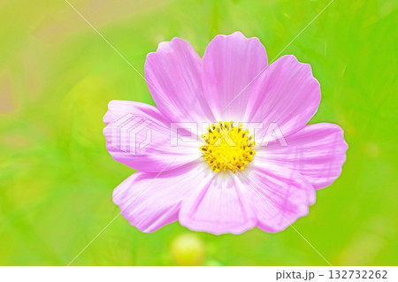 家の周りの草花　四季の色々　公園の花畑に美しい色とりどりのコスモスの花が秋風に揺れて咲いています 132732262