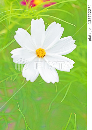 家の周りの草花 四季の色々 公園の花畑に美しい色とりどりのコスモスの花が秋風に揺れて咲いています 家の周りの草花 四季の色々 公園の花畑に美しい色とりどりのコスモスの花が秋風に揺れて咲いています 132732274