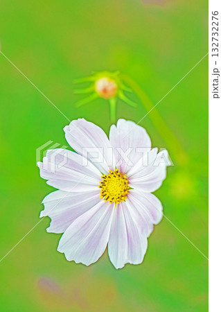 家の周りの草花 四季の色々 公園の花畑に美しい色とりどりのコスモスの花が秋風に揺れて咲いています 家の周りの草花 四季の色々 公園の花畑に美しい色とりどりのコスモスの花が秋風に揺れて咲いています 132732276