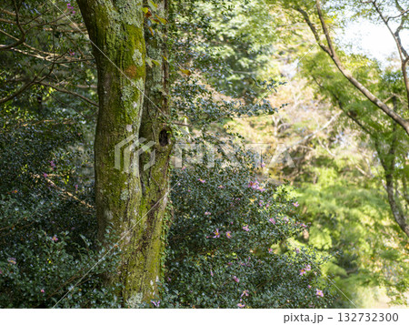 山茶花の花が咲く山の風景 132732300