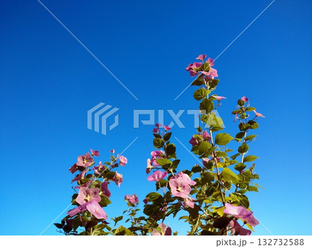 チャイニーズハット 132732588