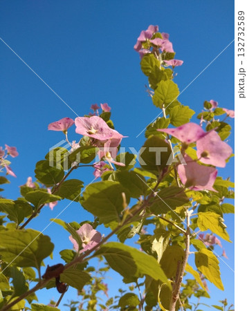 チャイニーズハット 132732589